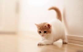 Cute White Kitten Playing