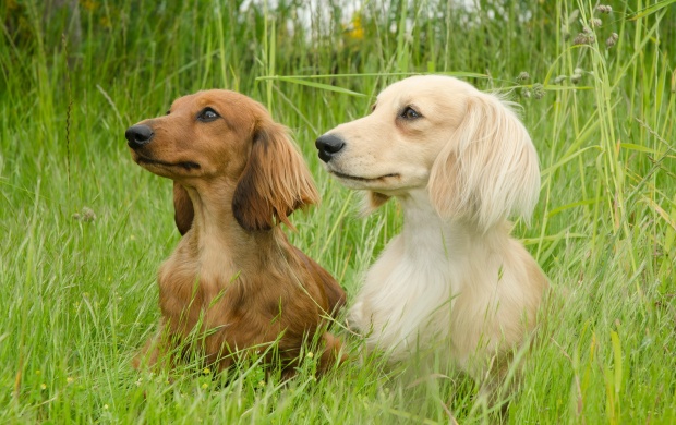 Dachshunds Sitting In Field (click to view)