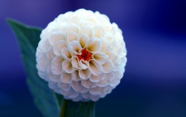 Dahlia White Flower