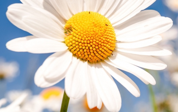 Daisies Field Flowers (click to view)