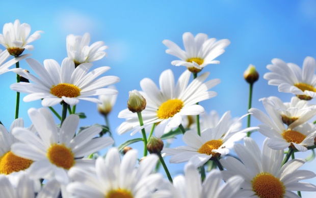 Daisy Flowers Close-up (click to view)