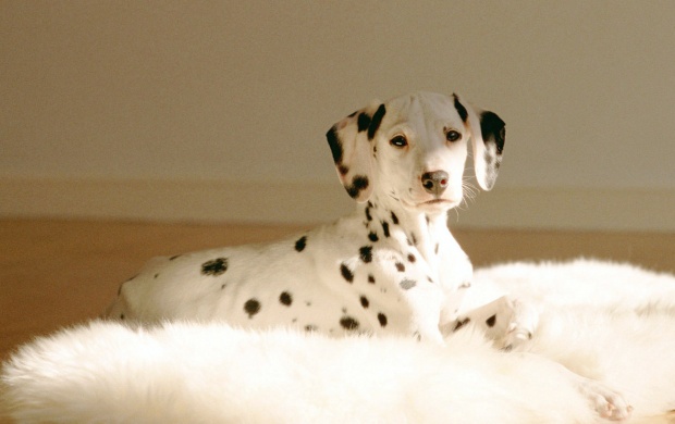 Dalmatians Really Cute Puppies