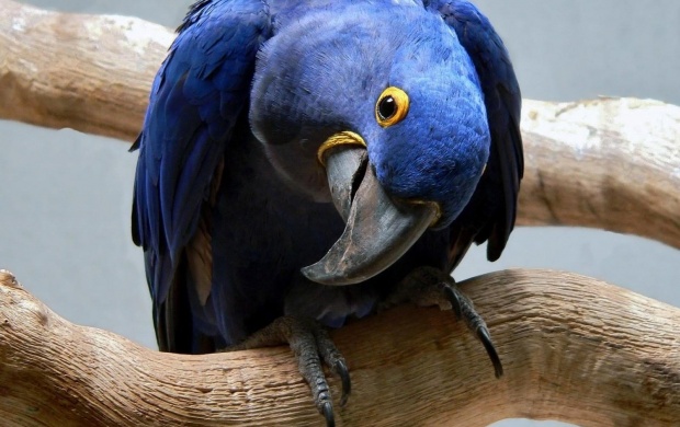 Dark Blue Parrot