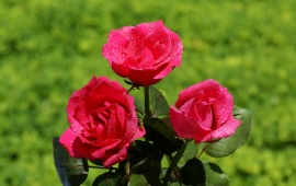 Dark pink roses