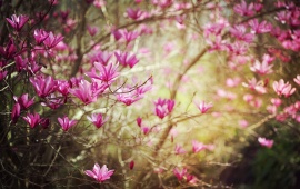 Dark Pink Spring Flower