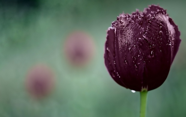 Dark Purple Tulip (click to view)