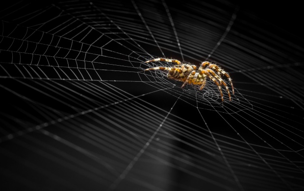 Dark Spider And Web (click to view)