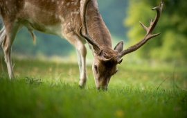 Deer Eating Summer Grass