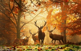 Deer Family In Forest