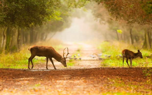Deer Footpath Fog Nature