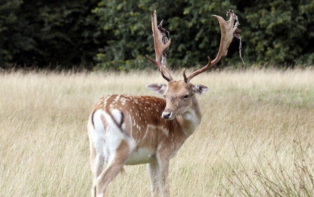 Deer In Summer Field