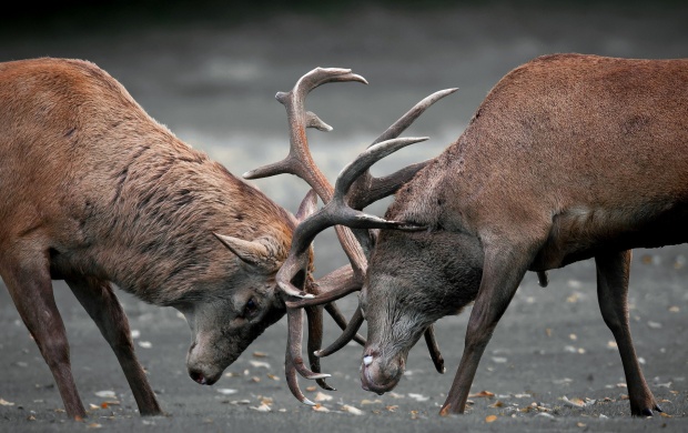 Deers Duel (click to view)