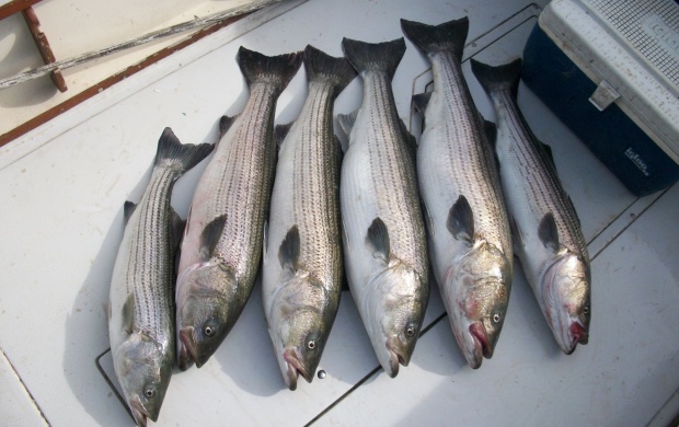 Delaware Bay Striper Fishin