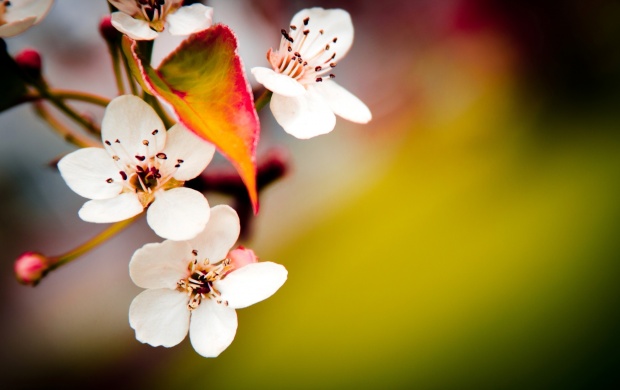 Delicate Cherry Blossom