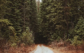 Dirt Road Into The Forest
