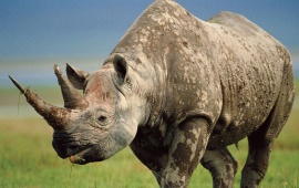 Dirty Rhinoceros