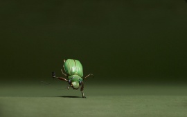 Disco Bug