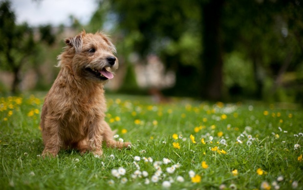 Dog In Grass Field