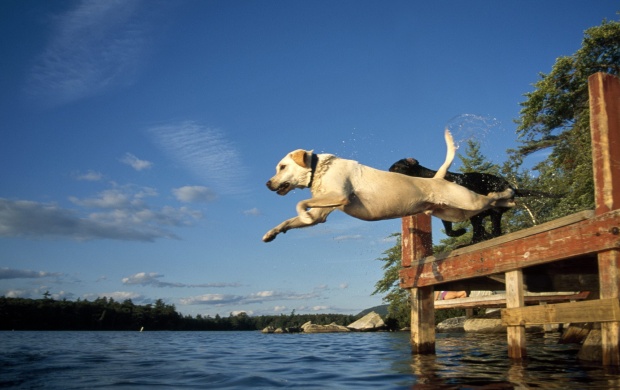 Dog Jumping Into Lake