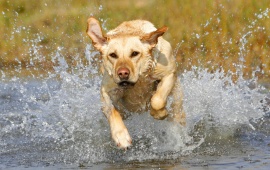 Dog Running In Water