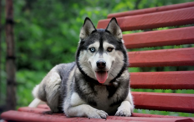 Dog Sitting On Red Bench