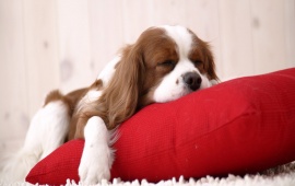 Dog sleep on Cushion