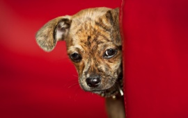 Dog View Red Background