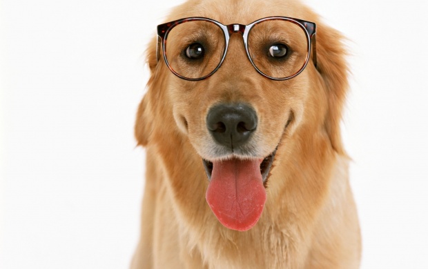 Dog Wearing Glasses (click to view)