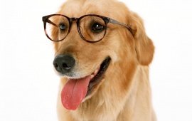 Dog with Reading Glasses