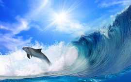 Dolphin Dive on Wave