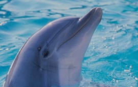 Dolphin Face