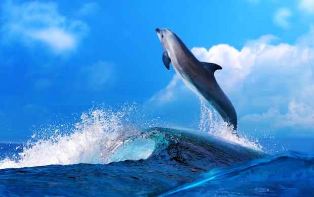 Dolphin Mood Fun Happy (click to view)
