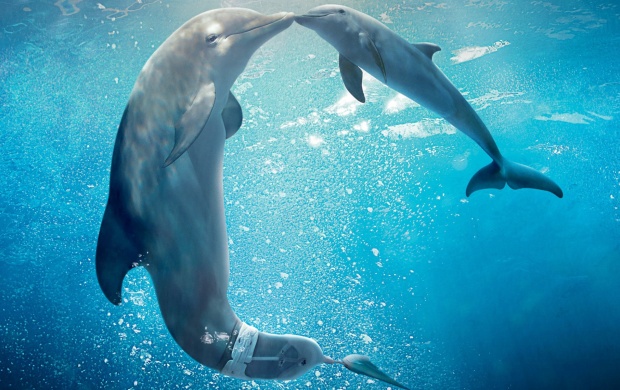 Dolphin Tale 2 Movie (click to view)