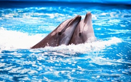 Dolphins Couple
