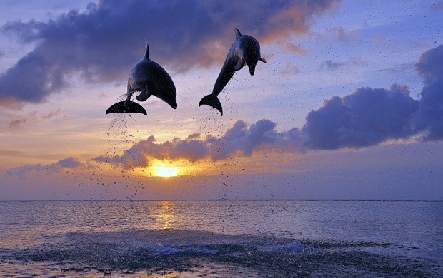 Dolphins Jumping (click to view)