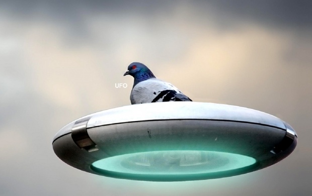 Dove UFO (click to view)