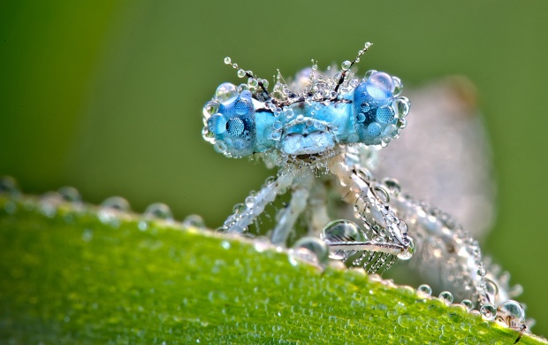 Dragonfly And Dew Drops