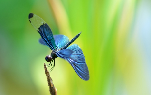 Dragonfly Blue Wings