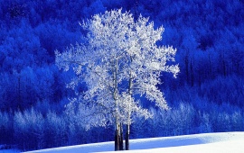 Dreamy White Tree