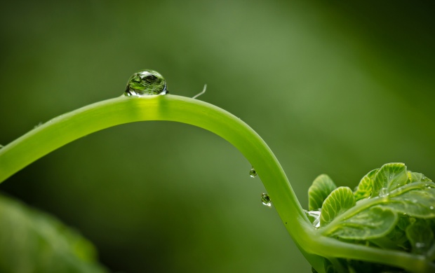 Drop On Green Germ (click to view)