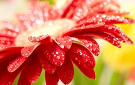 Drops And Red Flower