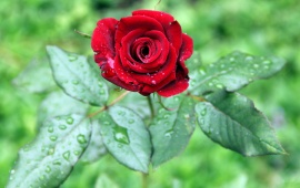 Drops Of Rain In A Rose
