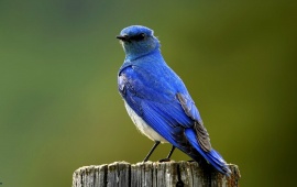 Dry Blue Bird