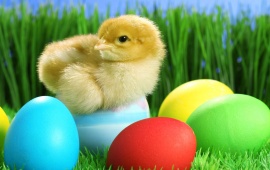 Duck Easter Eggs
