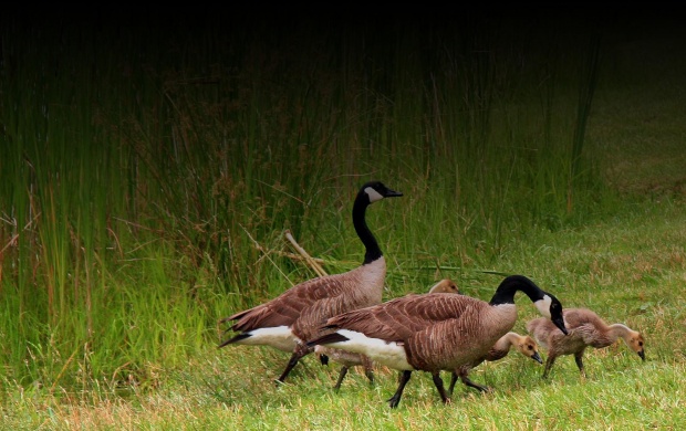 Duck Family On Green Grass