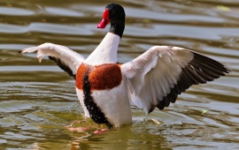 Duck Showing Its Wings