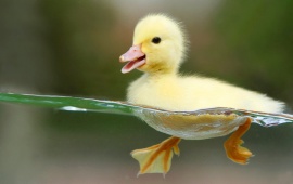 Duckling Swimming in Clear Water