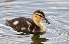 Ducklings Swimming