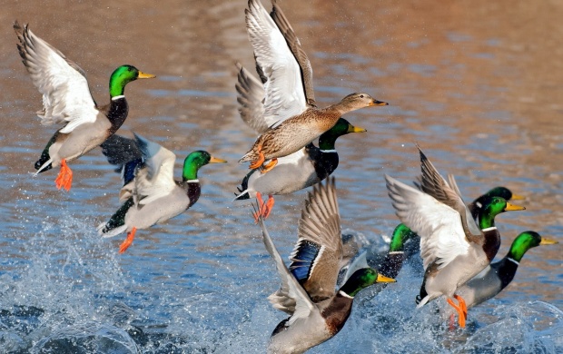 Ducks Flying Over Water (click to view)