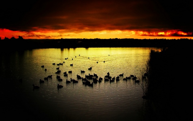 Ducks in the lake